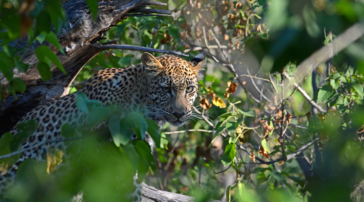 Luxury Okavango Delta Safari