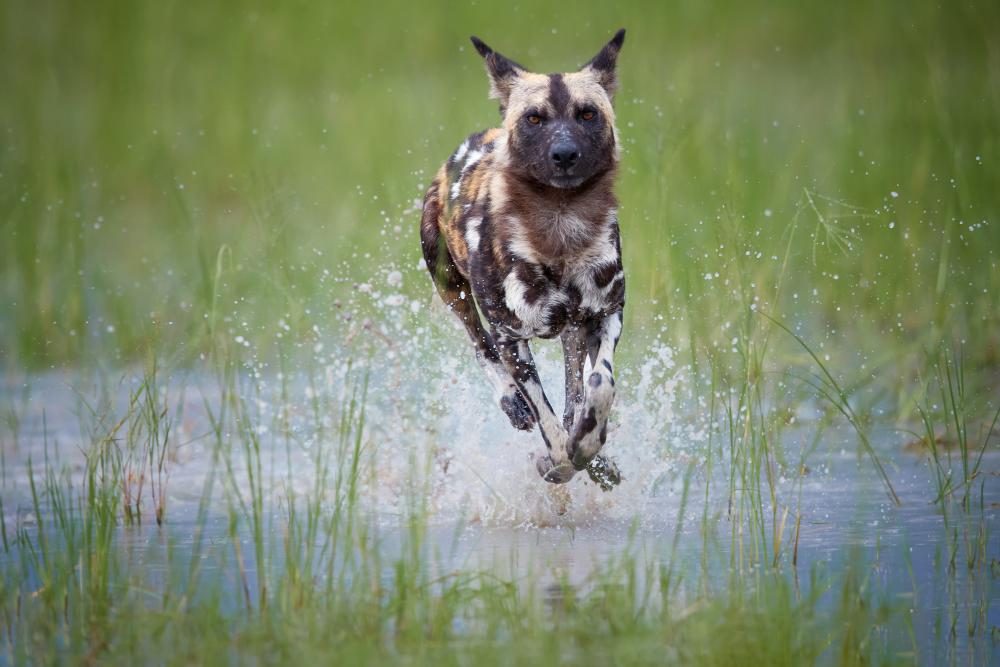 Luxury Okavango Delta Safari