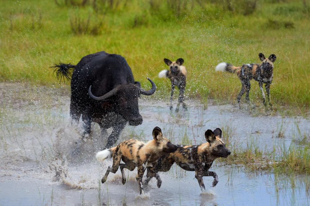 Okavango Delta Safari