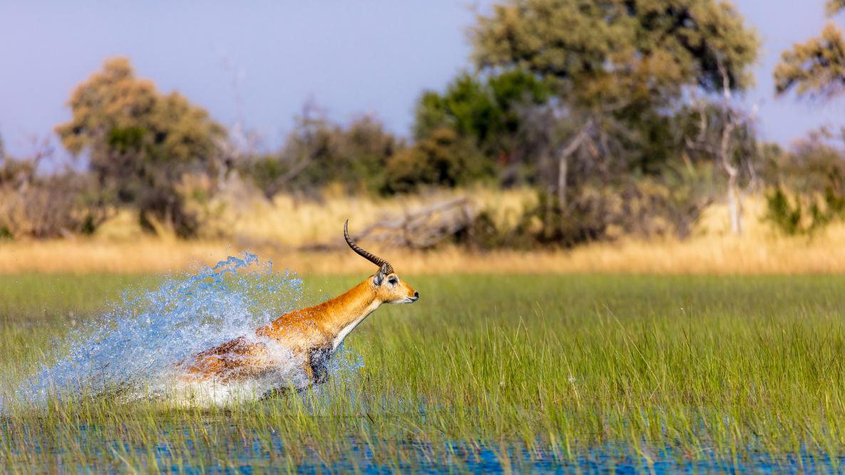 Okavango Delta Safari