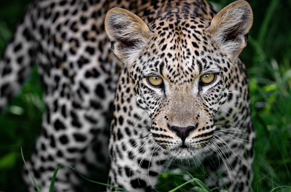Okavango Delta Safari
