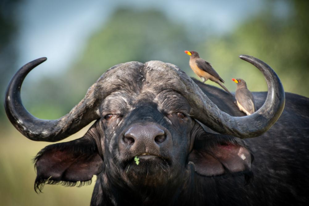 Okavango Delta Safari