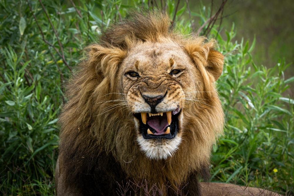 Okavango Delta Safari