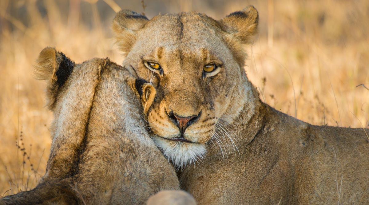 Romantic Kenya Safari and Zanzibar