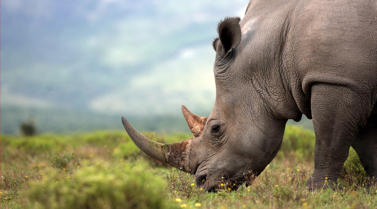 Romantic Kenya Safari and Zanzibar