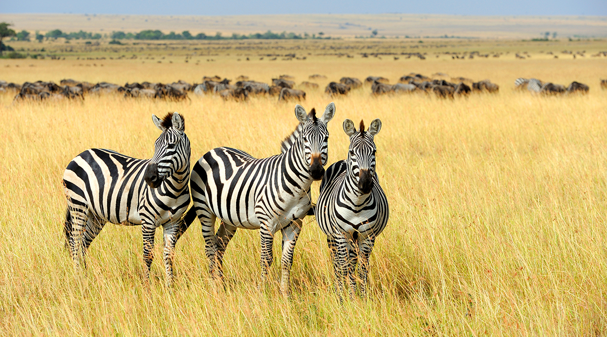 Romantic Kenya Safari and Zanzibar