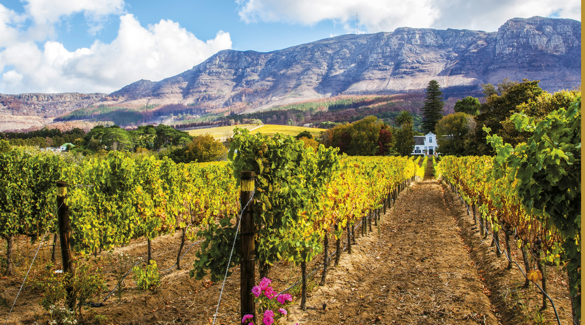 Cape Town and Sanbona Safari Adventure