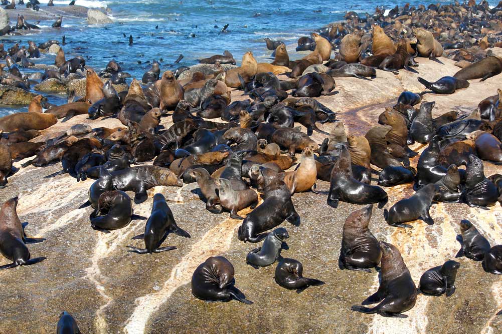 Cape Town and Sanbona Safari Adventure