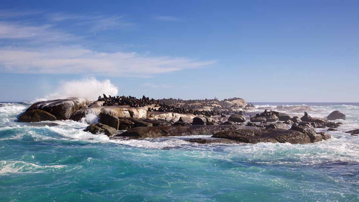 Cape Town and Sanbona Safari Adventure