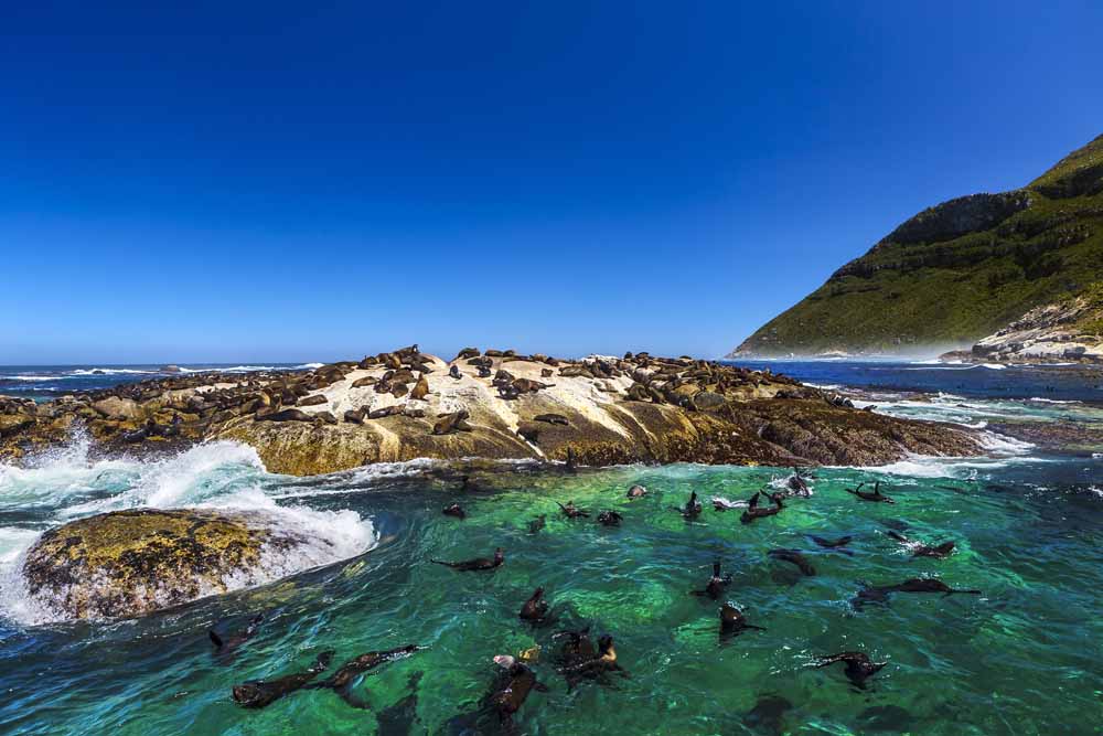 Cape Town and Sanbona Safari Adventure
