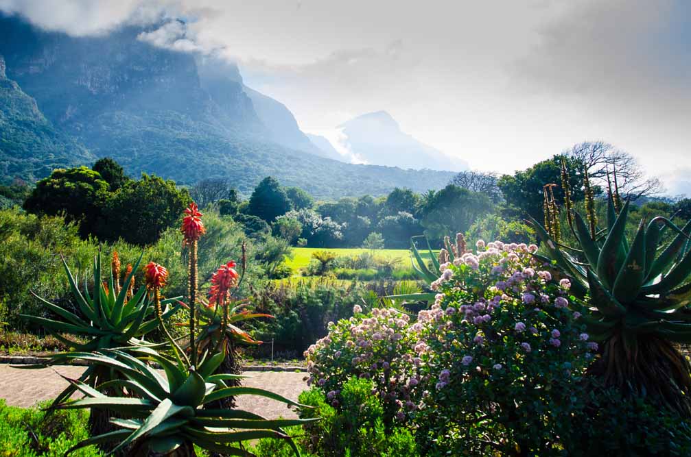Cape Town and Sanbona Safari Adventure
