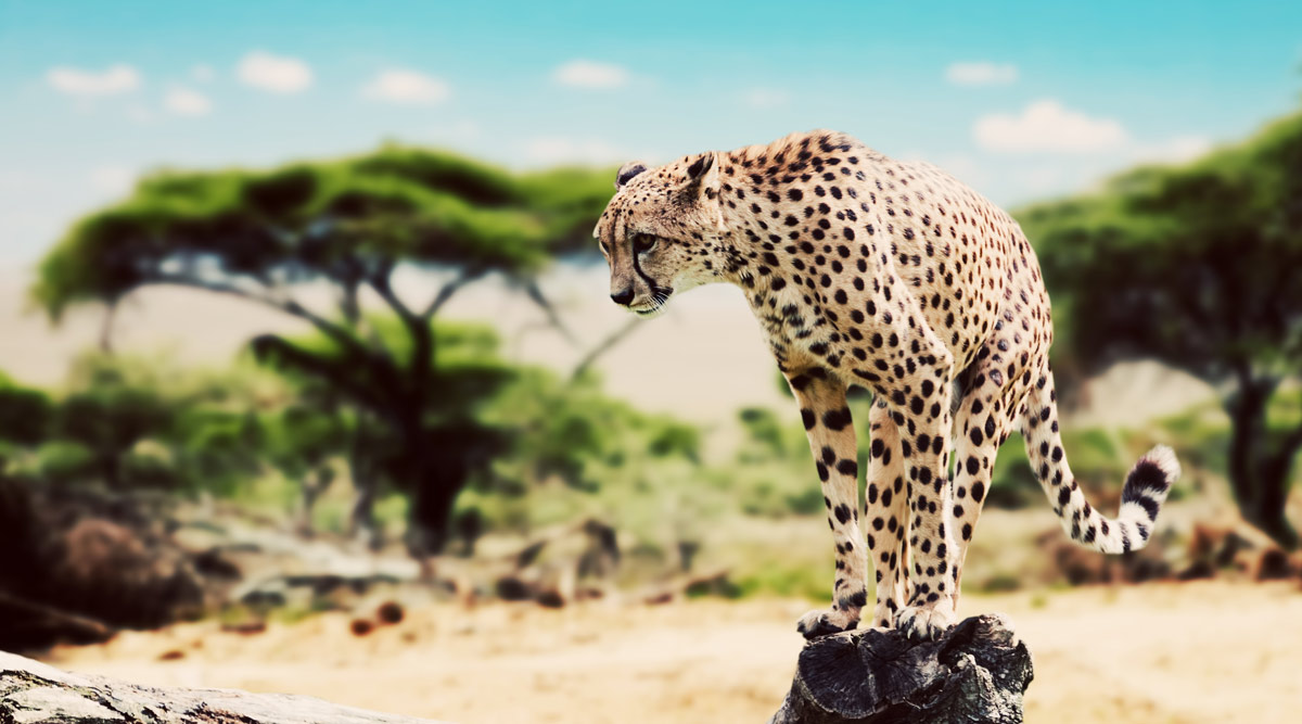 Tanzania A la Carte and Zanzibar