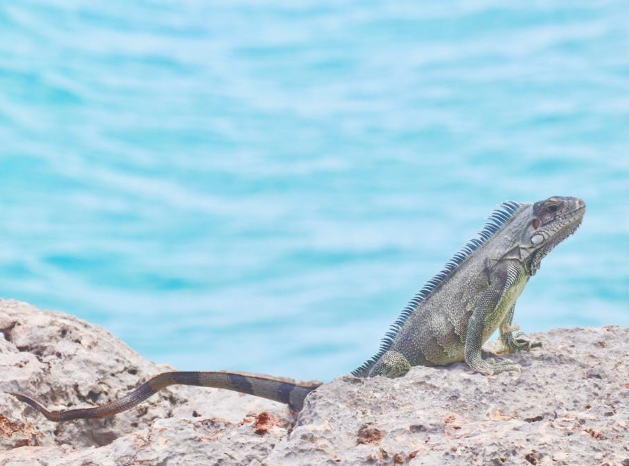 Romantic Anguilla Itinerary