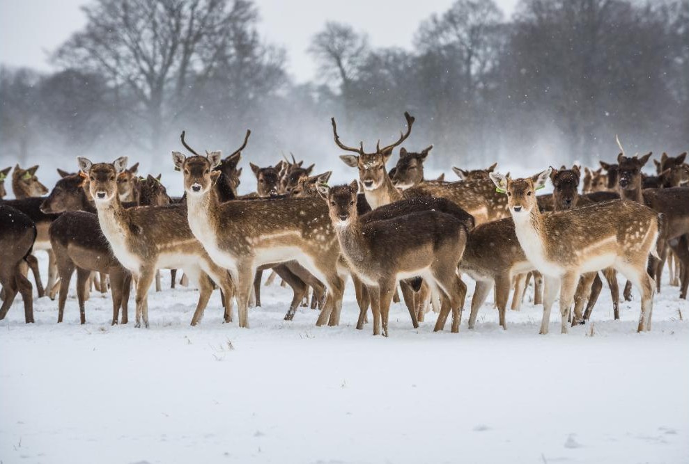 Magical Christmas Journey to Dublin