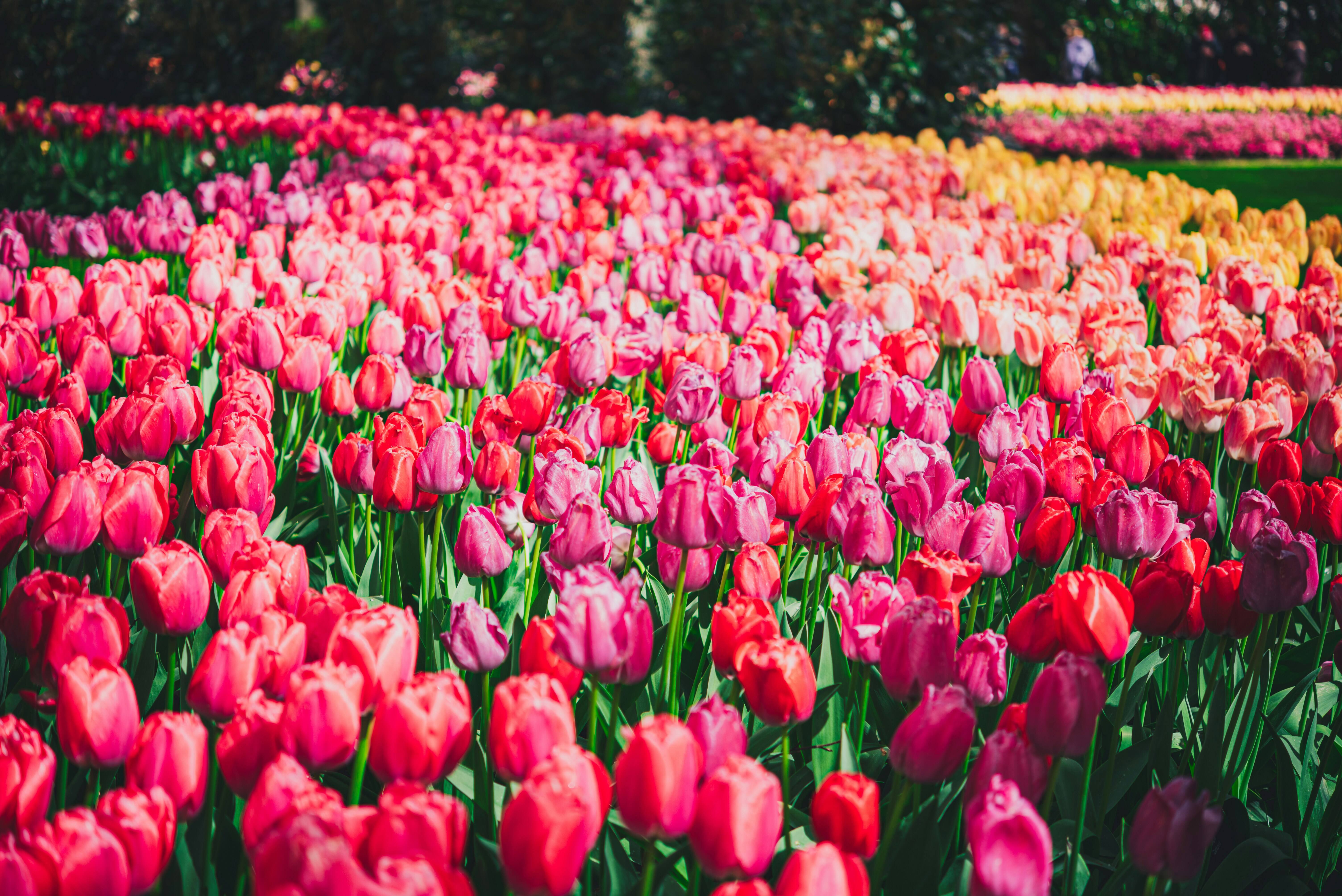 Tulip Time in the Netherlands