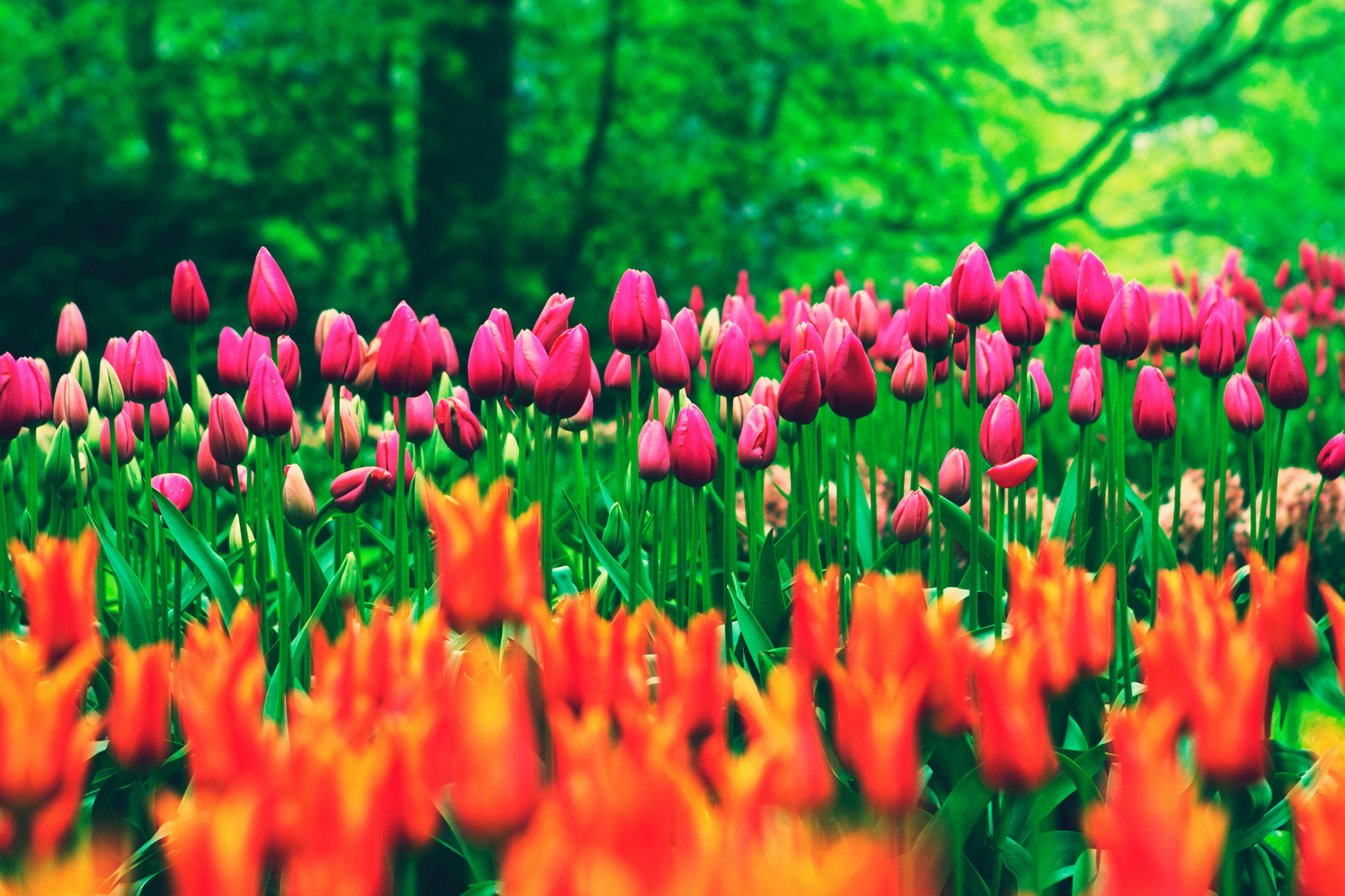 Tulip Time in the Netherlands
