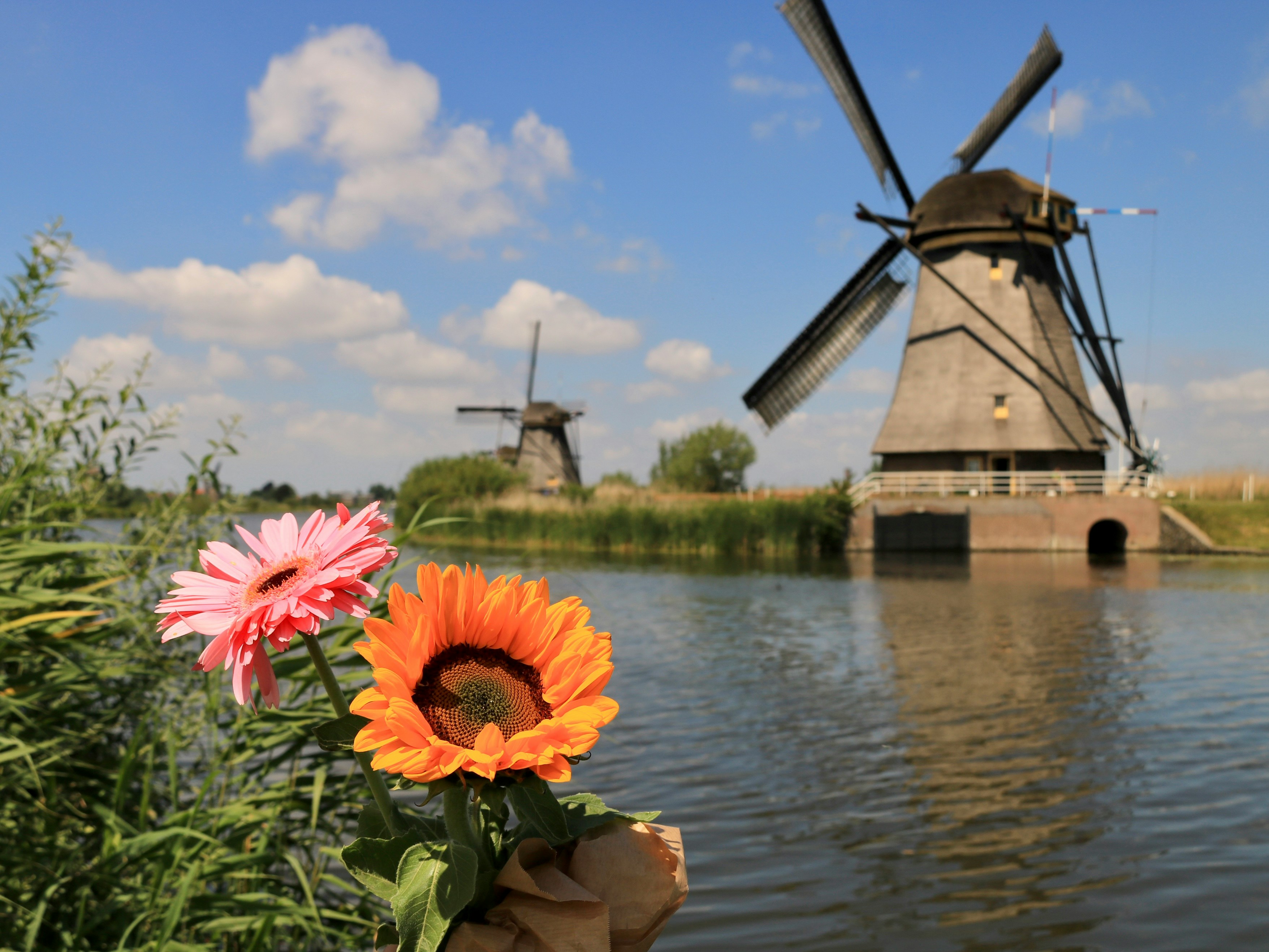 Tulip Time in the Netherlands