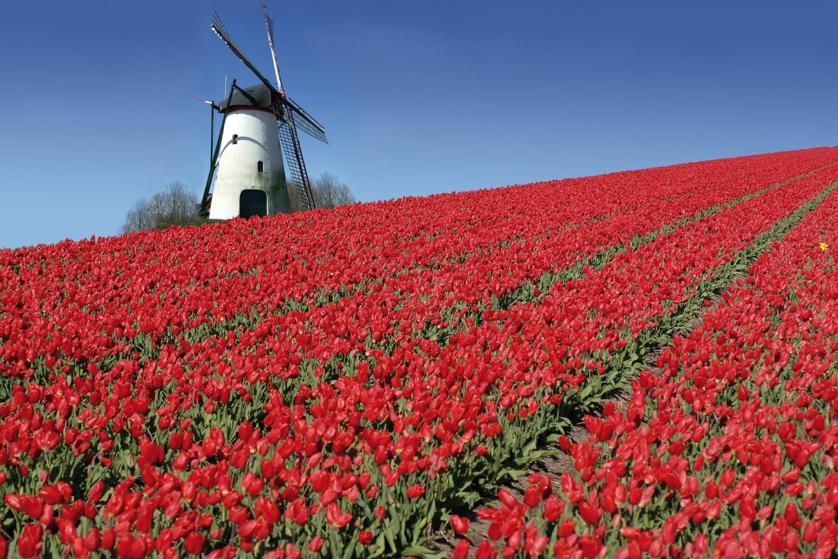 Tulip Time in the Netherlands