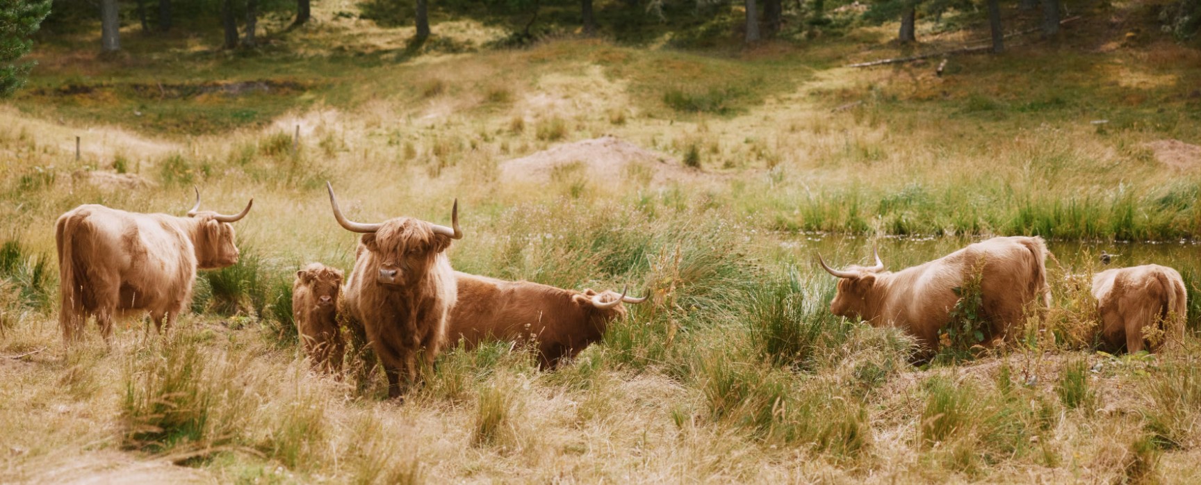 Great Rail Journey: Wild Spirit of Scotland with Royal Scotsman