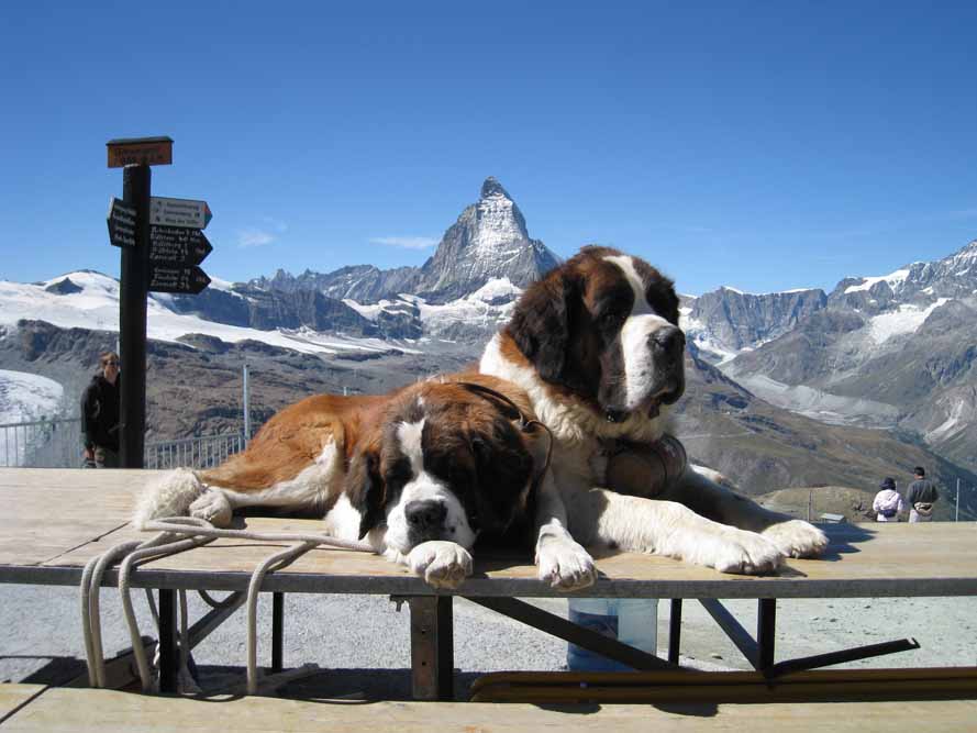 Switzerland's Peaks and Panoramas Rail Journey