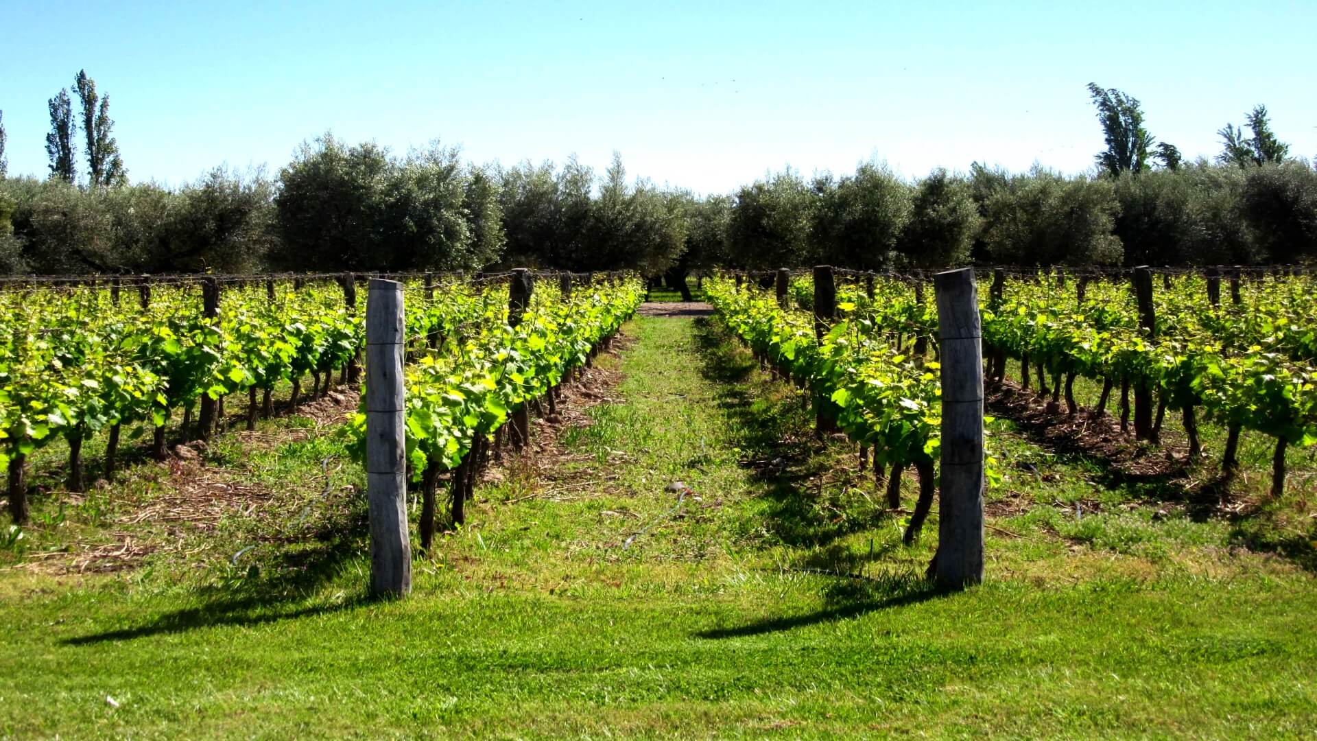 Patagonia Discovery through Wildlife Vineyards and Glaciers