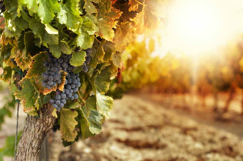 Gourmet Wine and Culinary Journey Through South America