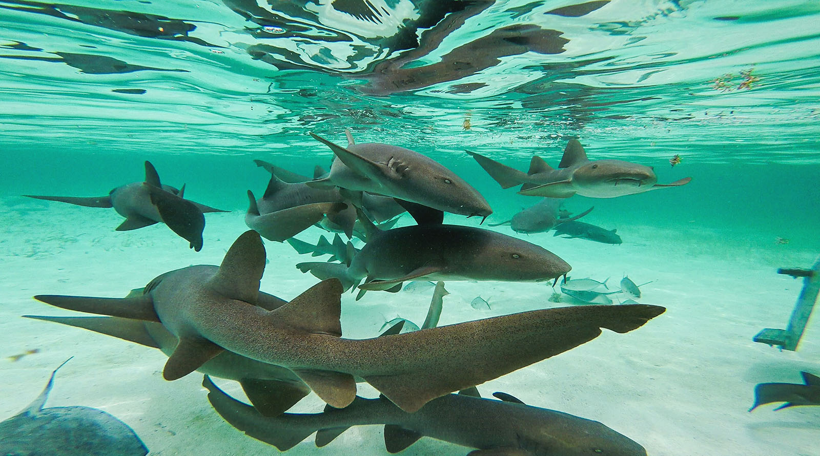 Barefoot in Belize: A Luxury Island Escapade