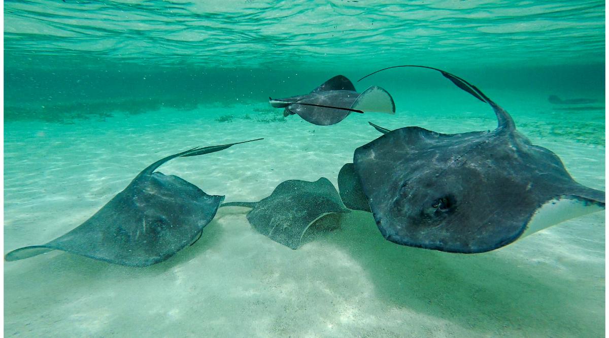 Barefoot in Belize: A Luxury Island Escapade