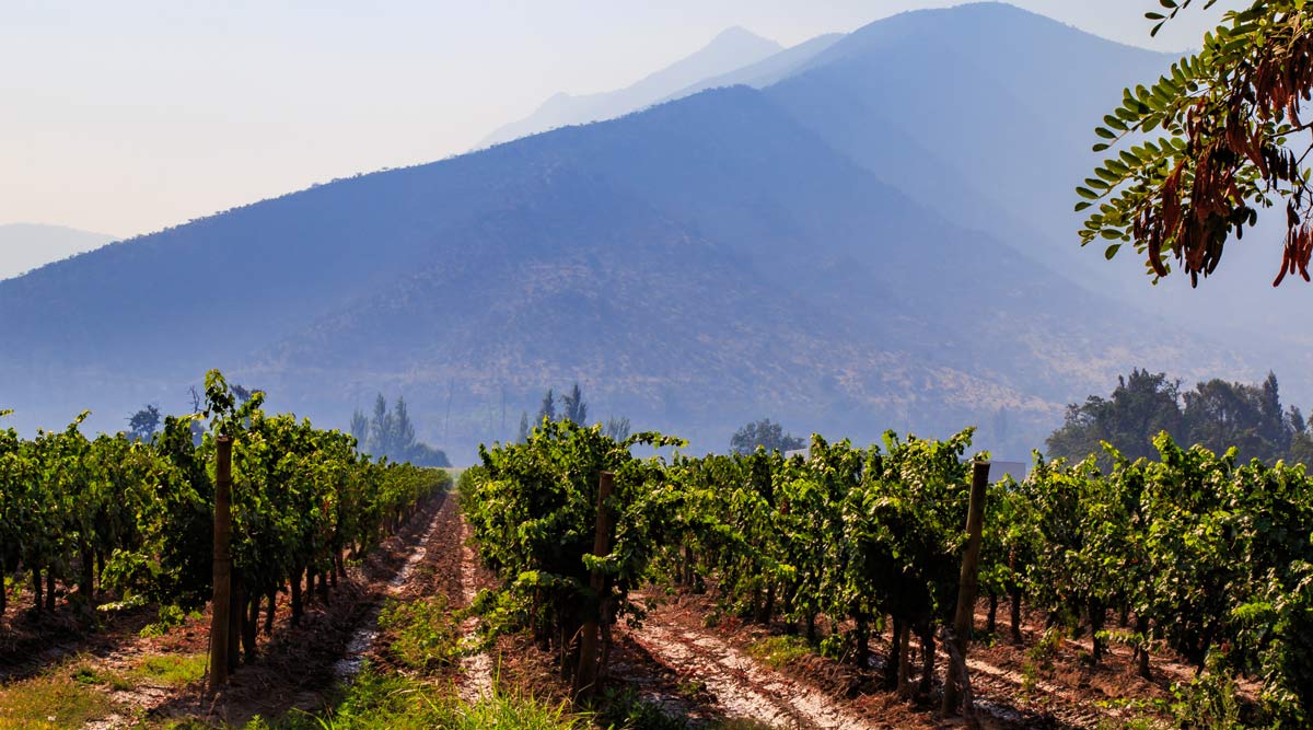 Gourmet Wine and Culinary Journey Through South America