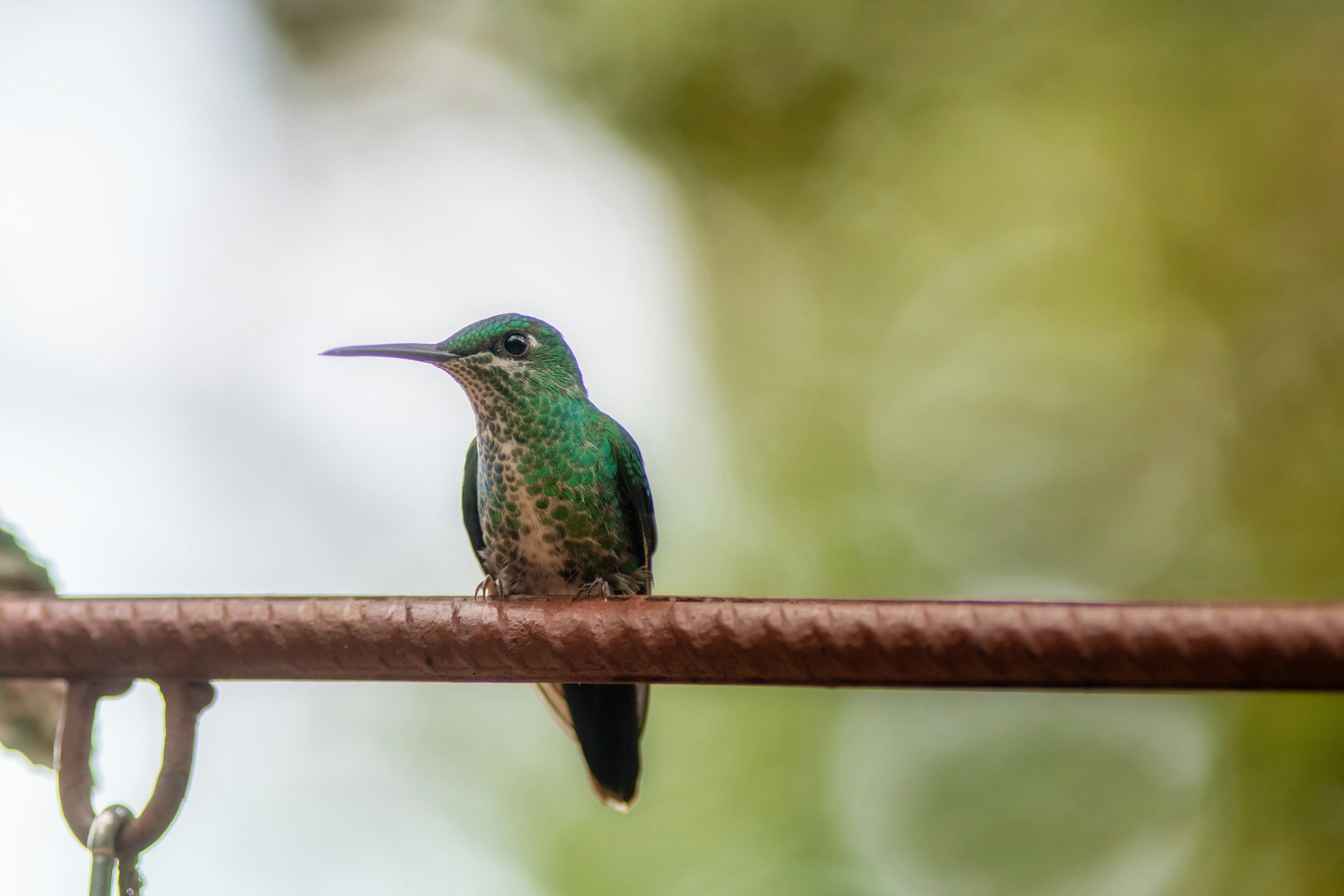 Experience Costa Rica: Volcano Hikes and Pacific Sunsets Adventure