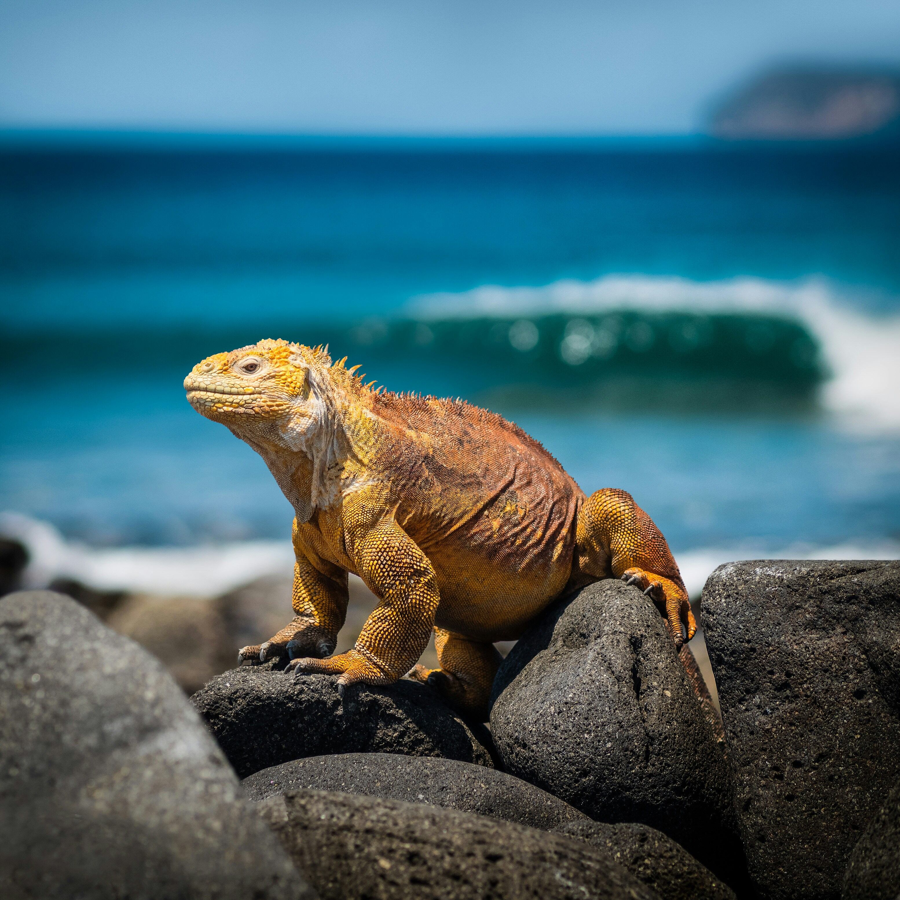 Galapagos Explorer A Family Journey Through Nature's Playground