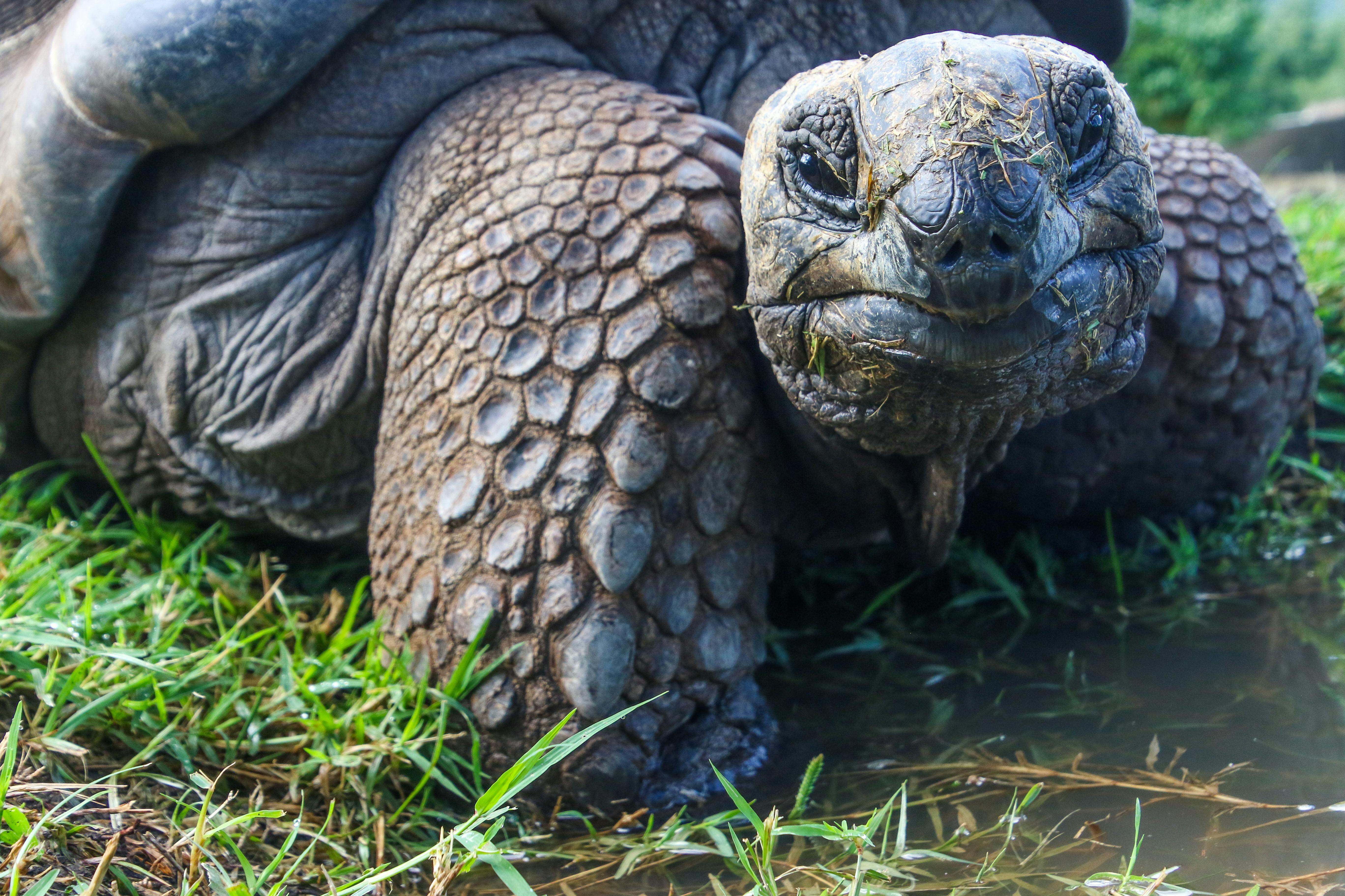 Galapagos Explorer A Family Journey Through Nature's Playground