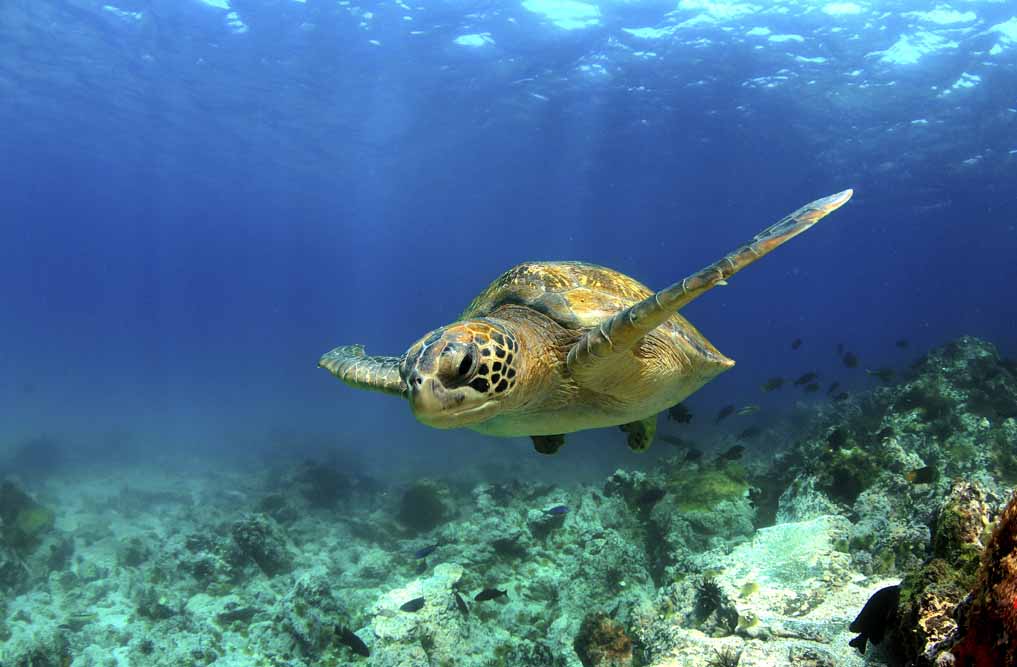 Peru Machu Picchu and Galapagos Islands Explorer