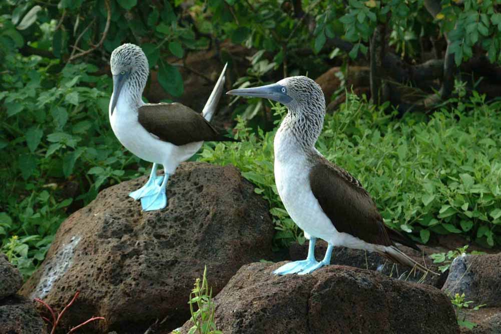 Galapagos Explorer A Family Journey Through Nature's Playground