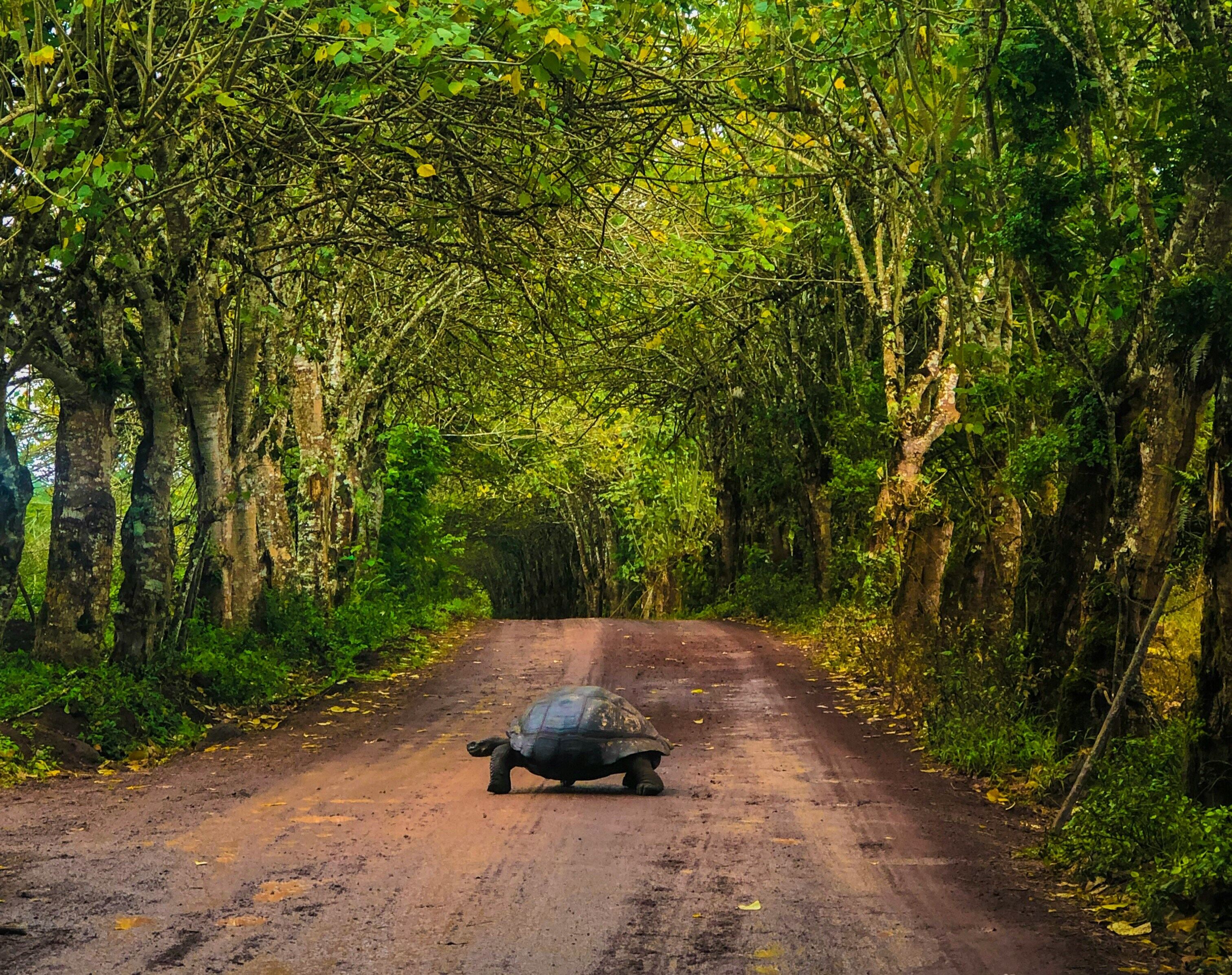 Galapagos Explorer A Family Journey Through Nature's Playground