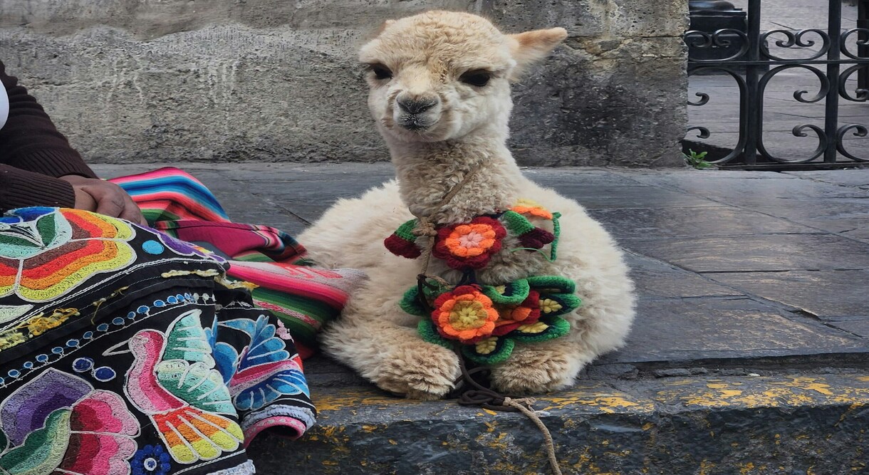 Peru Culinary Landscape Discovery
