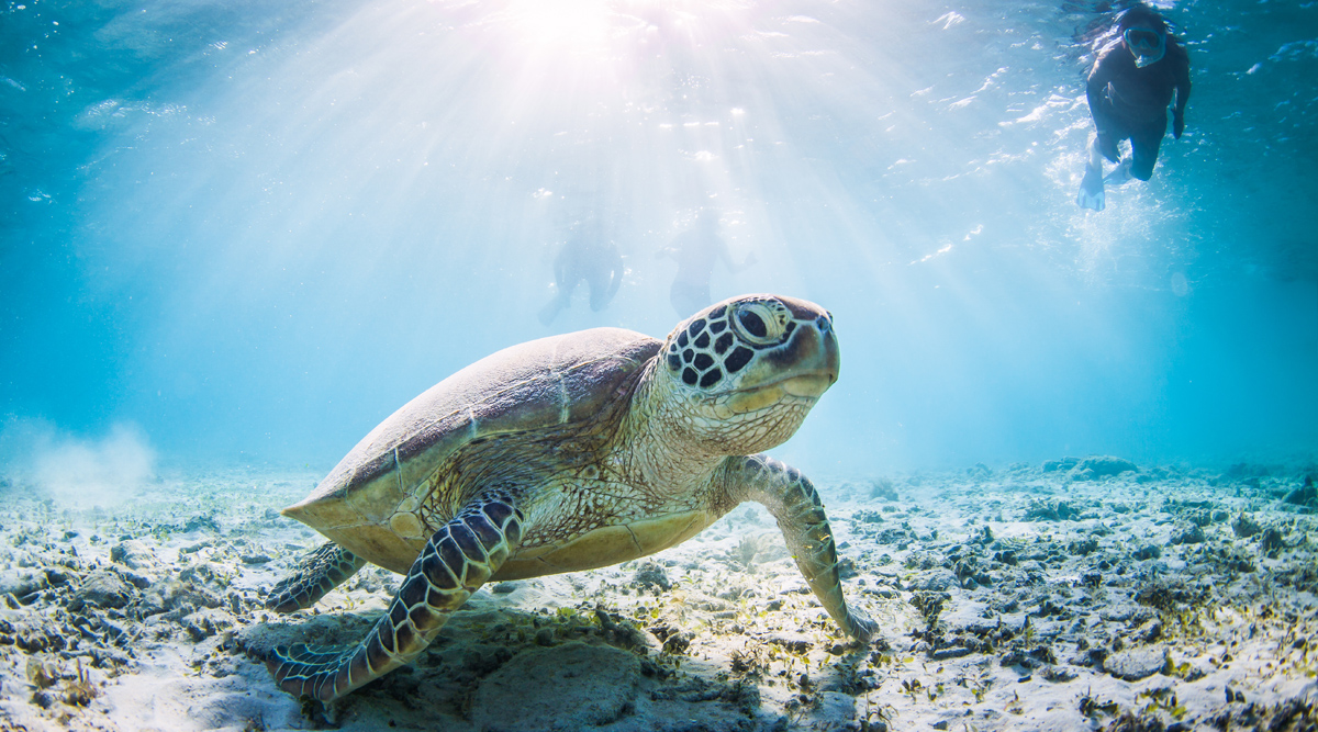 The Great Barrier Reef Escapade