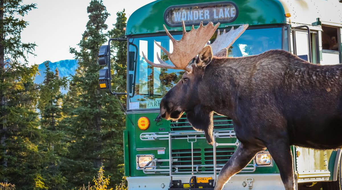 Denali National Park And Talkeetna Self Drive Explorer