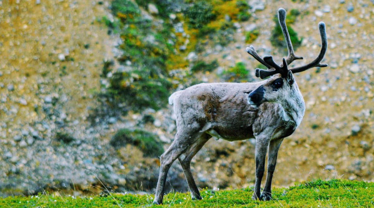 Denali National Park And Talkeetna Self Drive Explorer