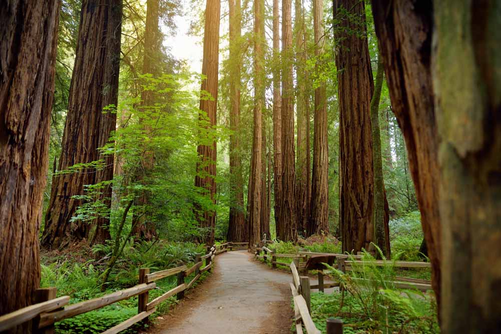 San Francisco and Napa Valley Self Drive Explorer