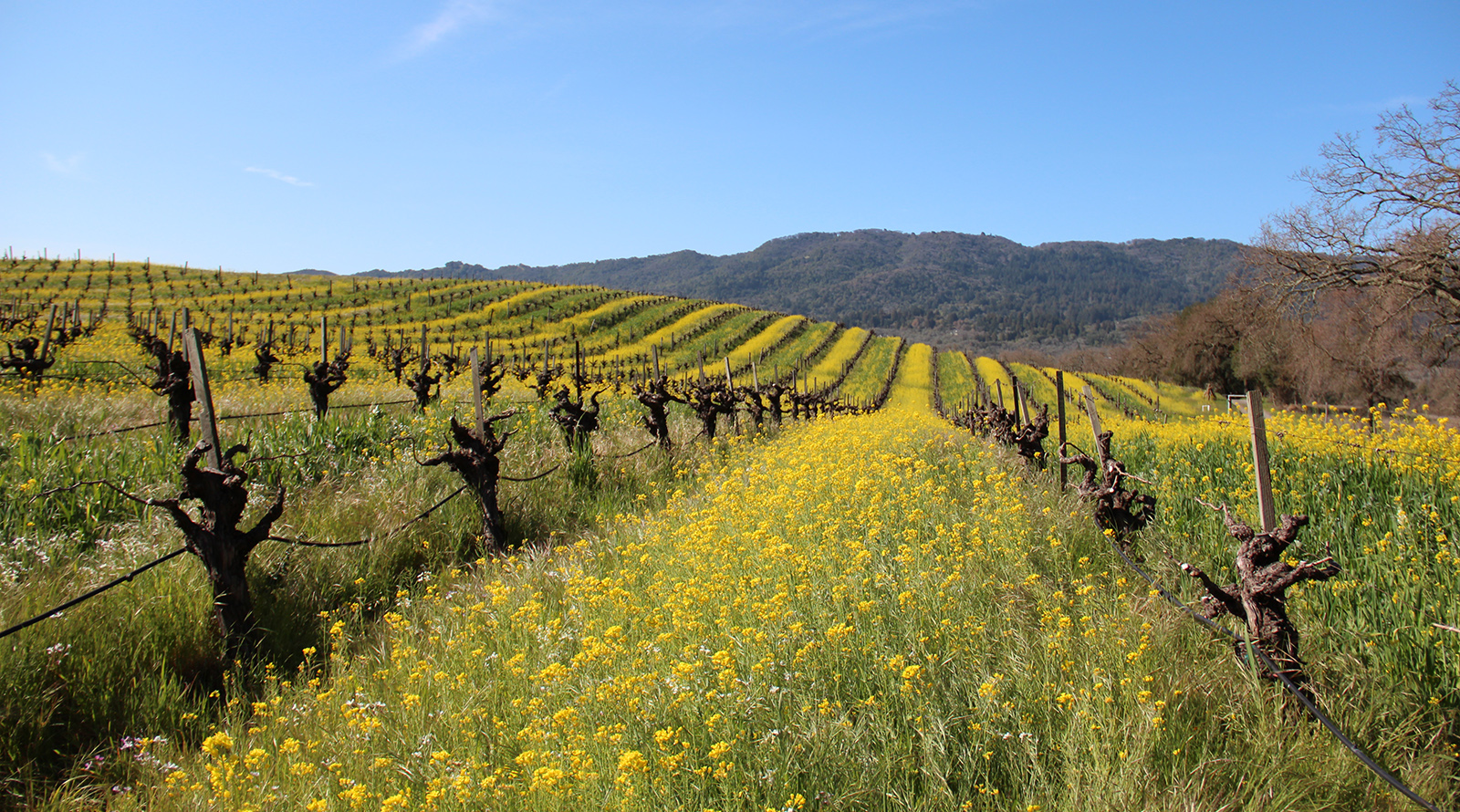 San Francisco and Napa Valley Self Drive Explorer