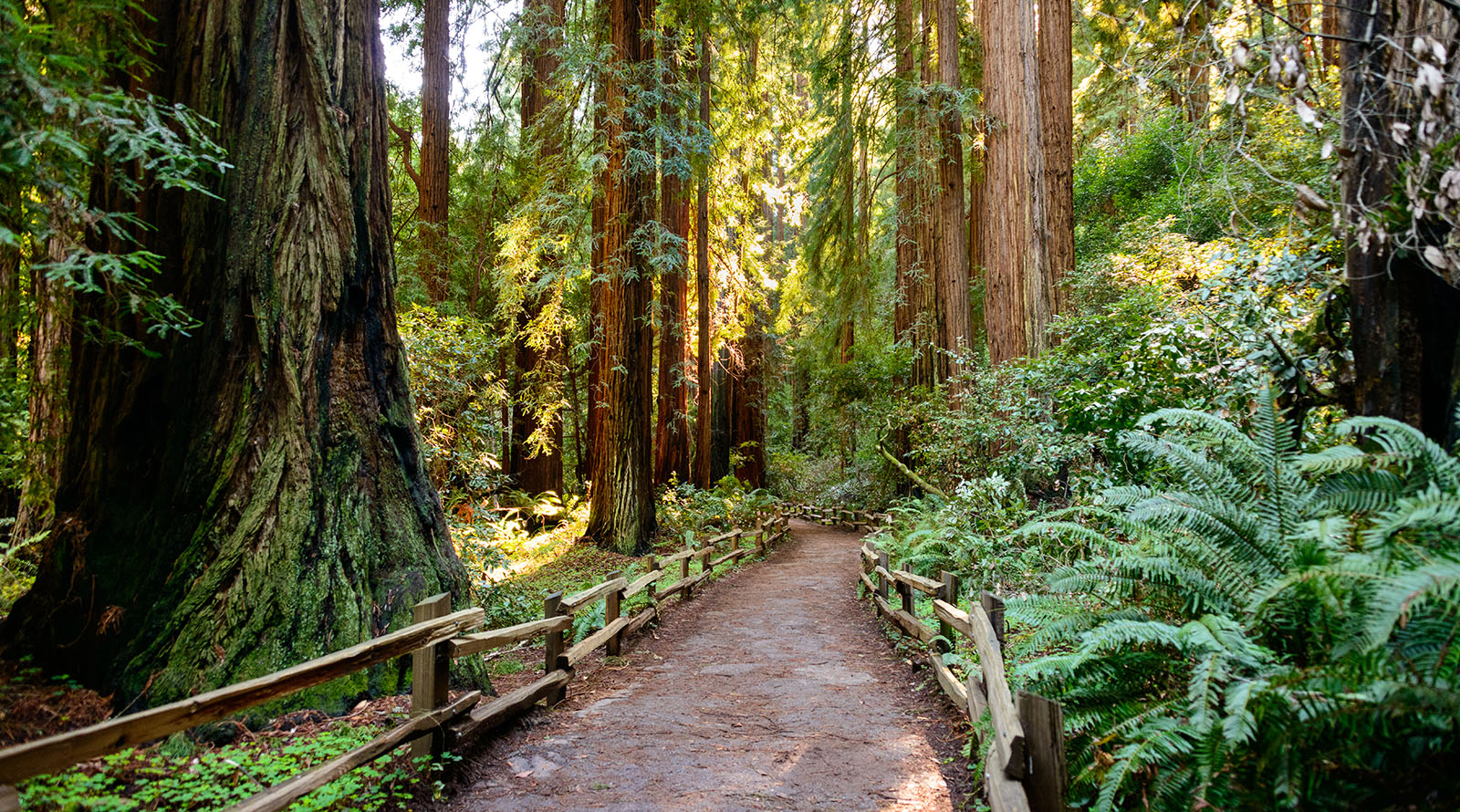San Francisco And Yosemite Self Drive Explorer