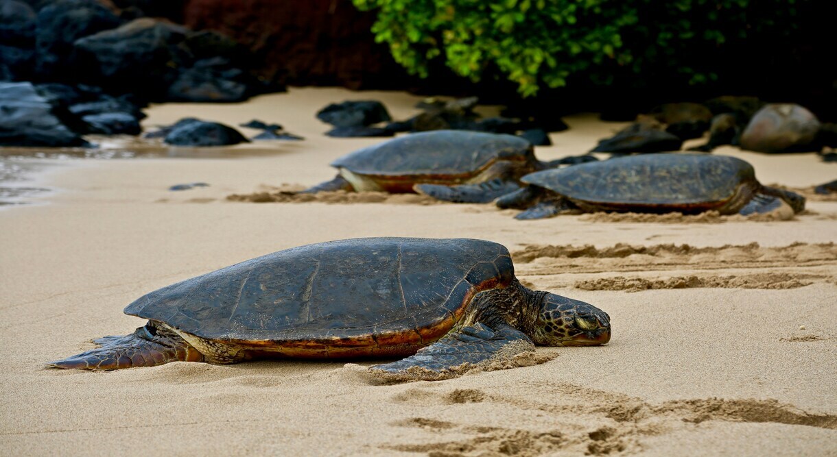 Oahu and Kauai Island Hopping Escapade